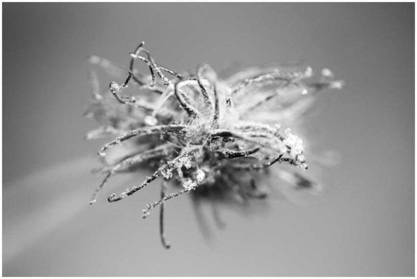 Artistic macro shot of a frost-covered plant in mo