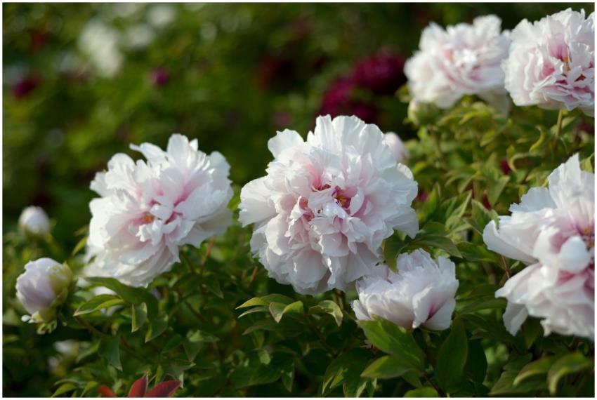 White Peonies Bloom Outdoors