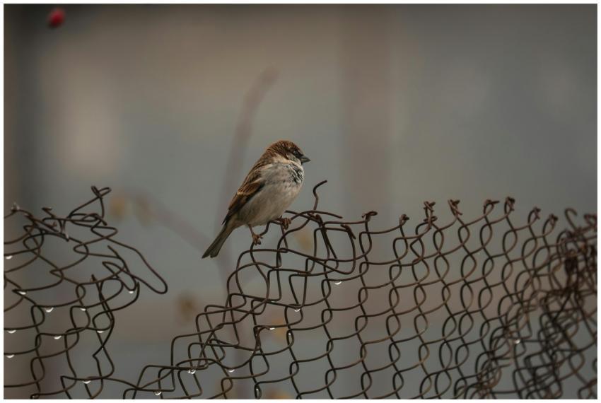 Sparrow Perched Rusty Wire