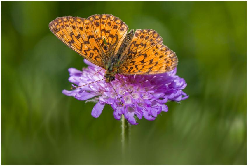 Detailed macro shot of an orange butterfly perched