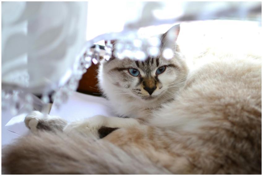 Beautiful Ragdoll cat with striking blue eyes lyin