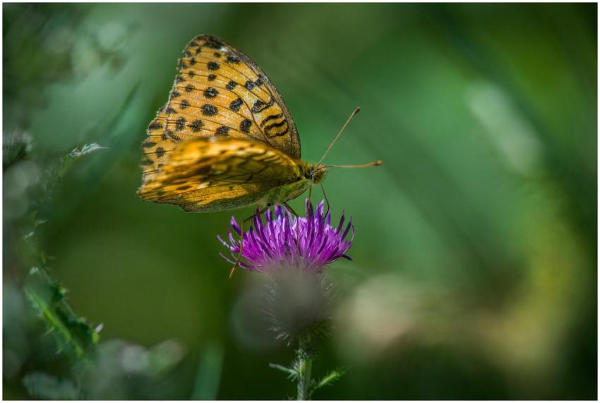 Detailed shot of a butterfly perched on a purple t