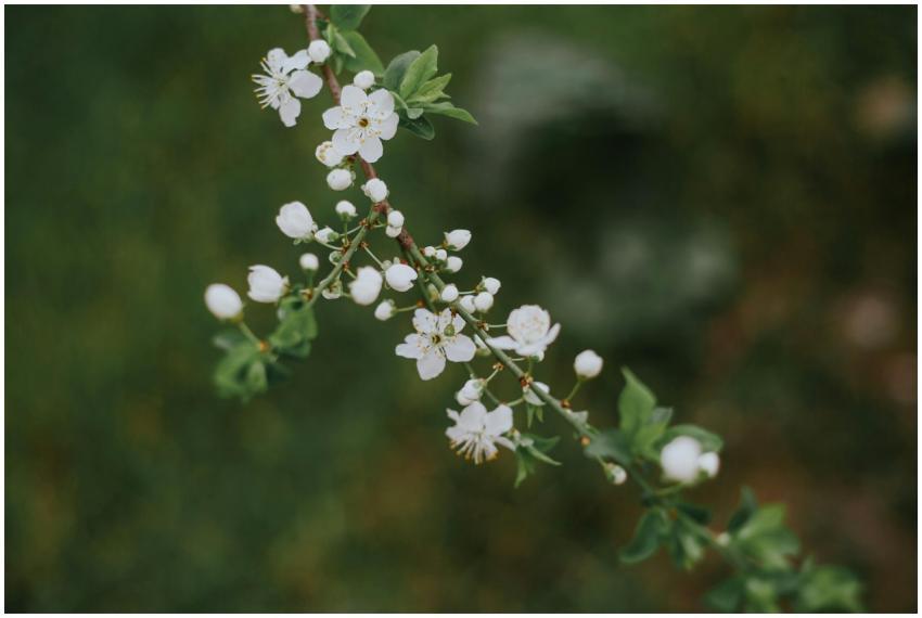 Delicate white blossoms on a branch against a blur