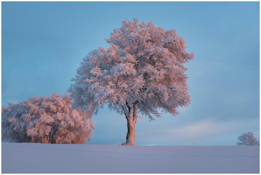 A peaceful winter scene featuring a solitary tree