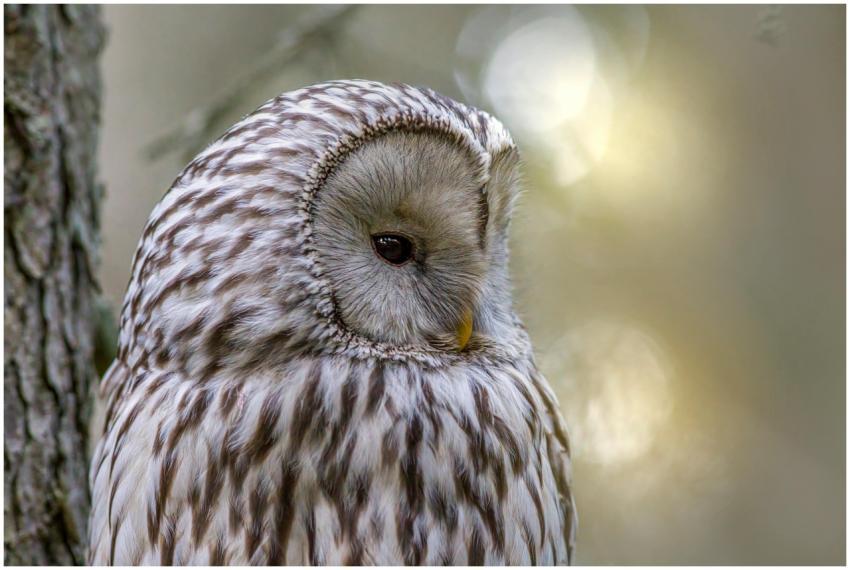 A detailed close-up photo of a Ural owl (Strix ura