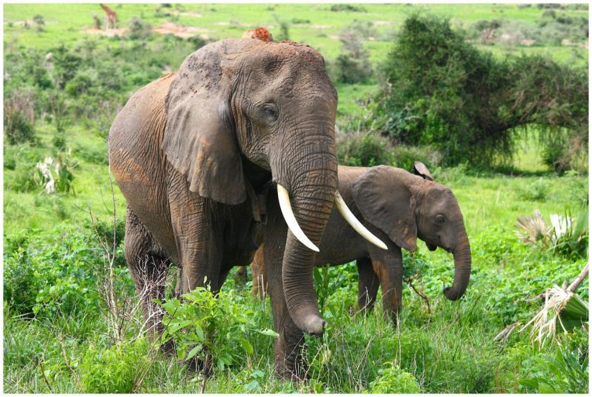 African elephant and calf walking in lush green sa