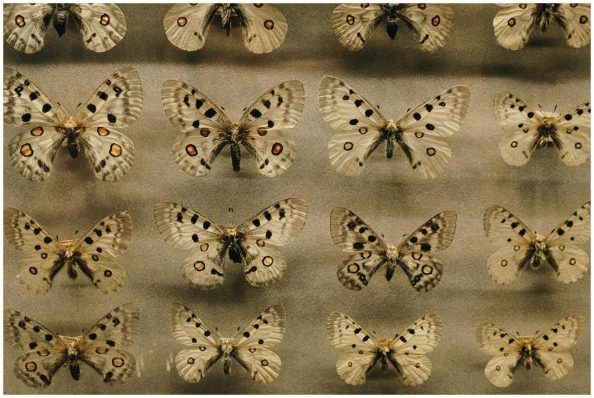 A stunning collection display of various butterfly