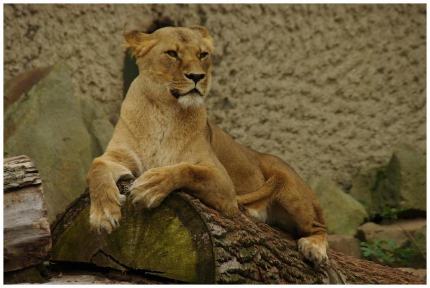 Calm African lioness resting on a log in a natural