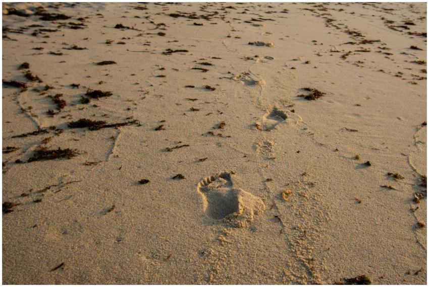 Footprints lead across a seaweed-dotted sandy beac