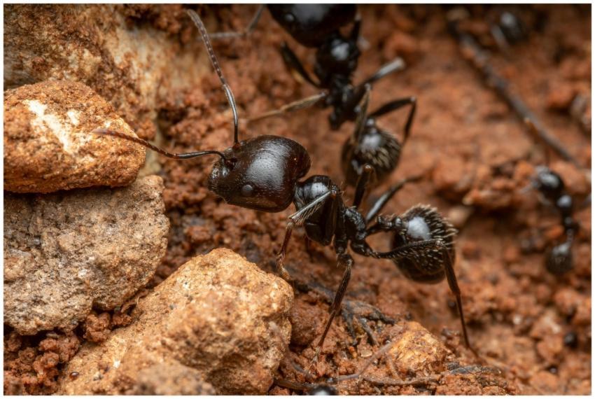 Macro image of black ants exploring rocky soil in