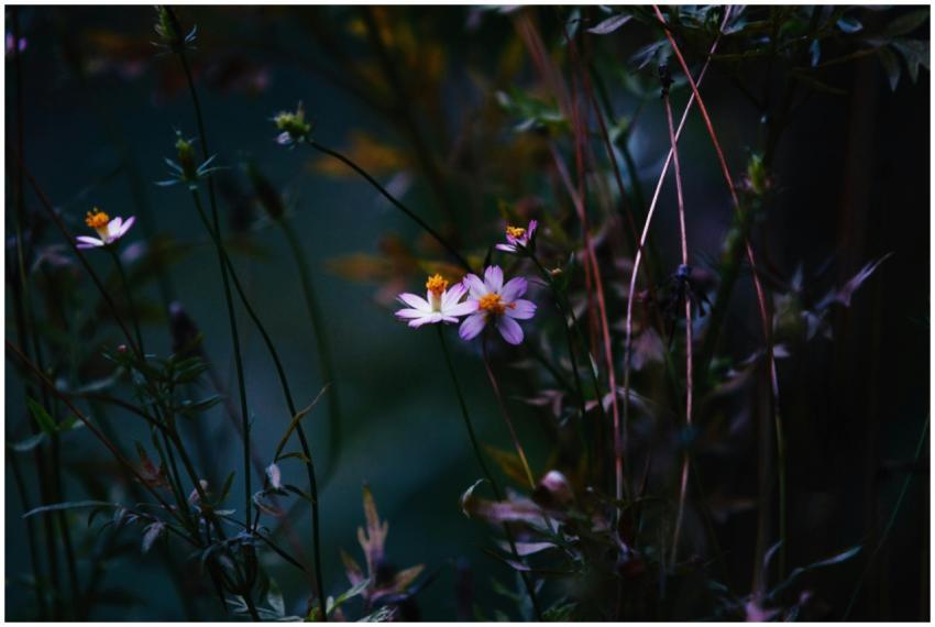 A tranquil and moody scene featuring delicate dais