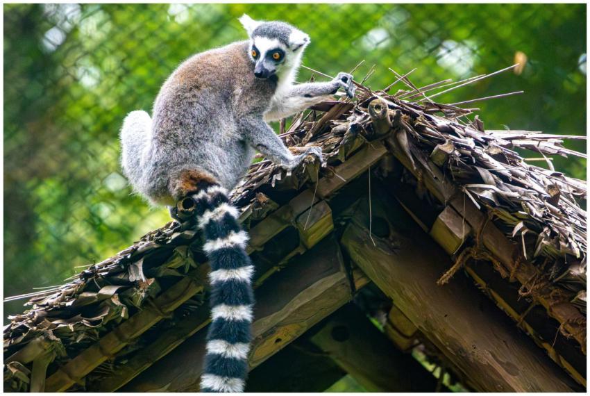 Ring Tailed Lemur Straw