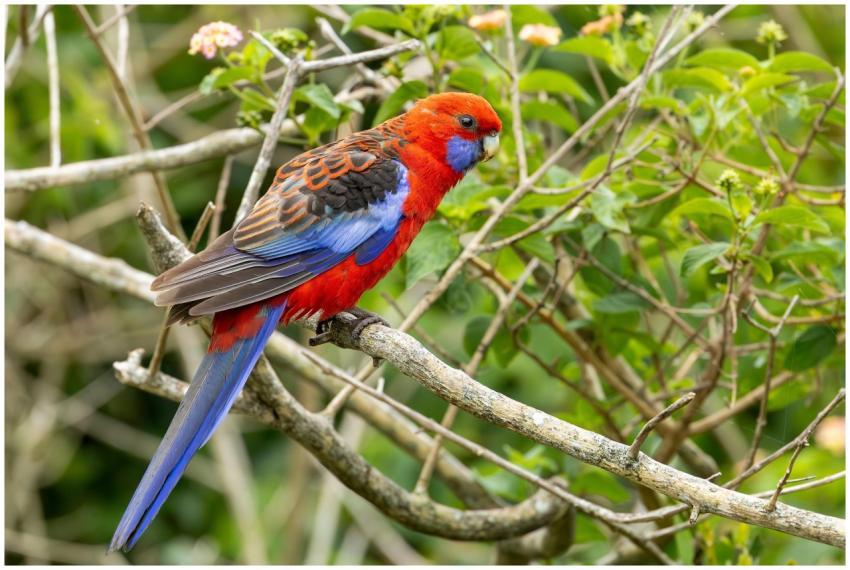 Vibrant Crimson Rosella Culburra