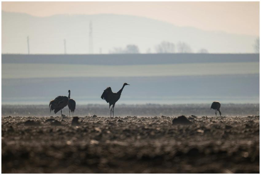 Cranes Silhouetted Against Countryside