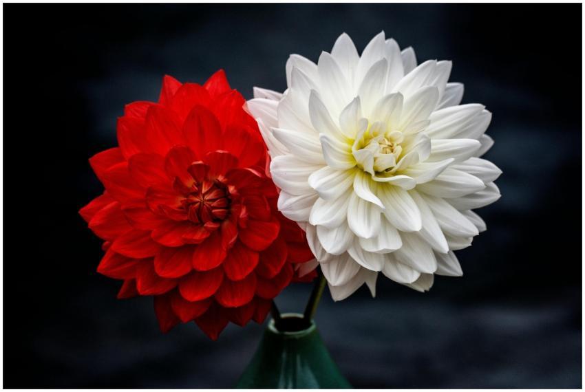 Close-up of vibrant red and white dahlias in a gre