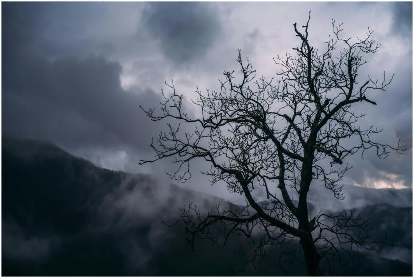 A dramatic silhouette of a leafless tree against a