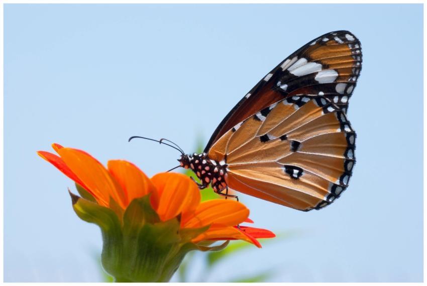 Detailed macro shot of a monarch butterfly perched
