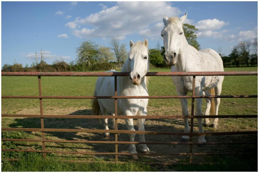 Beautiful white horses in a green pasture under a