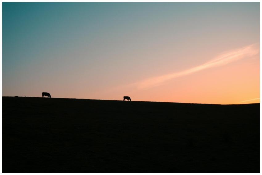 Two cows silhouetted against a vibrant sunset sky