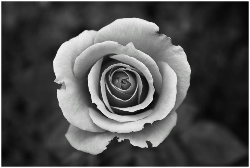 Elegant black and white close-up of a rose, featur