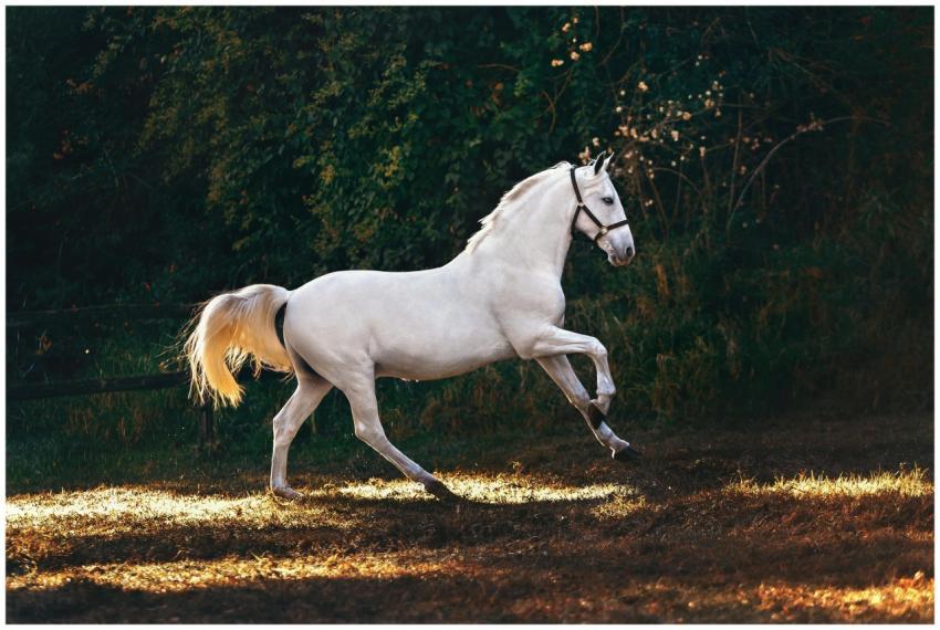 A graceful white horse galloping through a sunlit