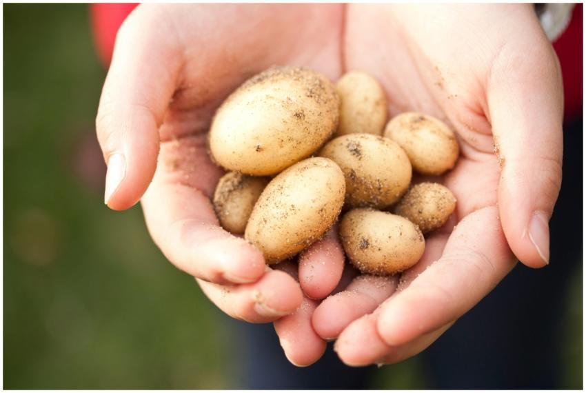 Close-up of freshly harvested baby potatoes held i