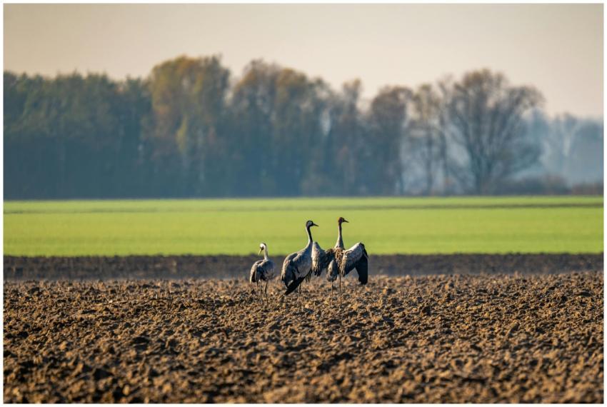 Cranes Field Sunrise Garesnica