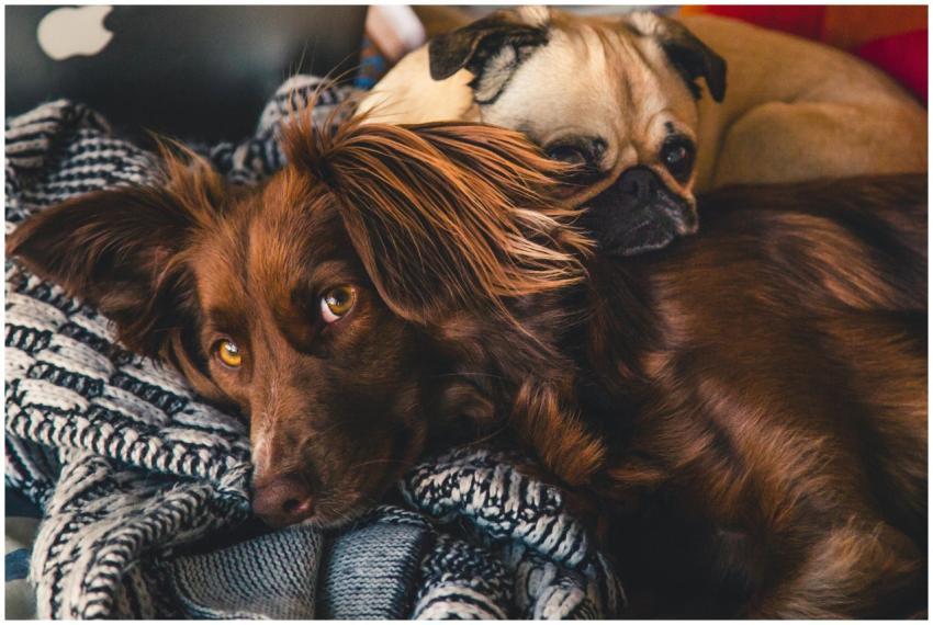 Two adorable dogs cuddle together, showcasing love