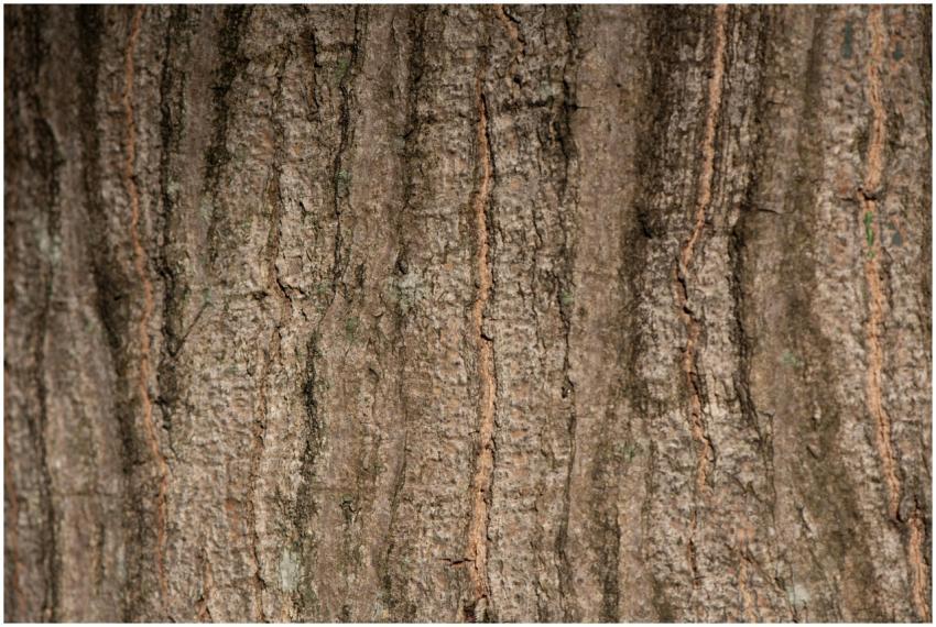 Detailed view of tree bark texture showcasing natu