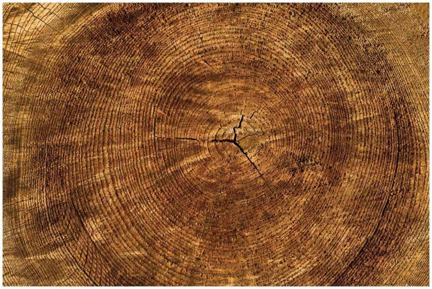 Detailed view of tree rings on a wooden log depict