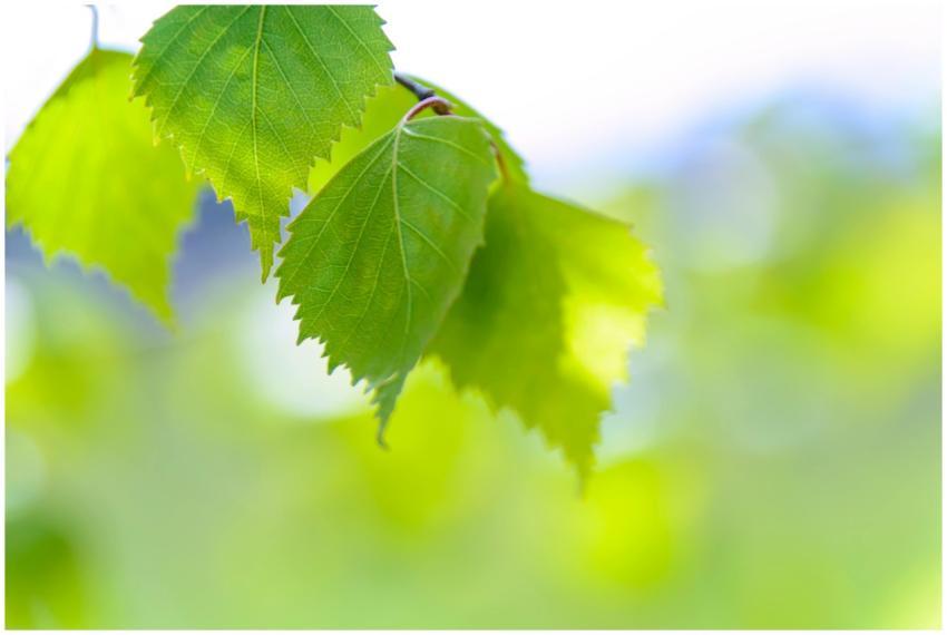 Close-up of fresh green leaves with bright bokeh b