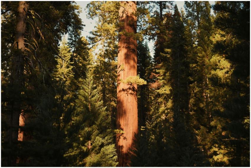 Sunlit view of towering redwood trees in Californi