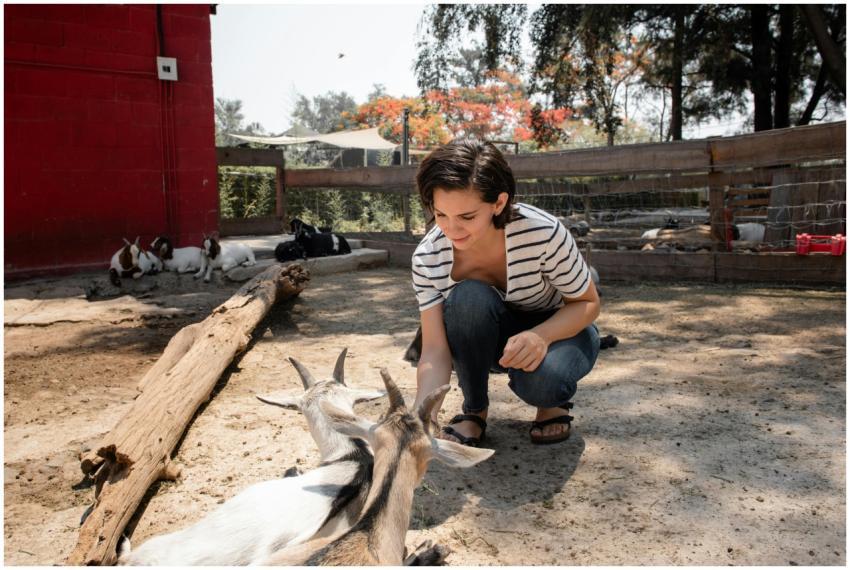 A woman crouches to feed goats in an outdoor petti