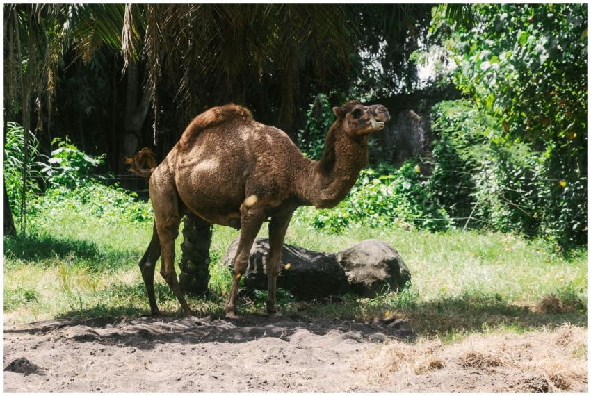 A dromedary camel stands in a lush, sunny landscap
