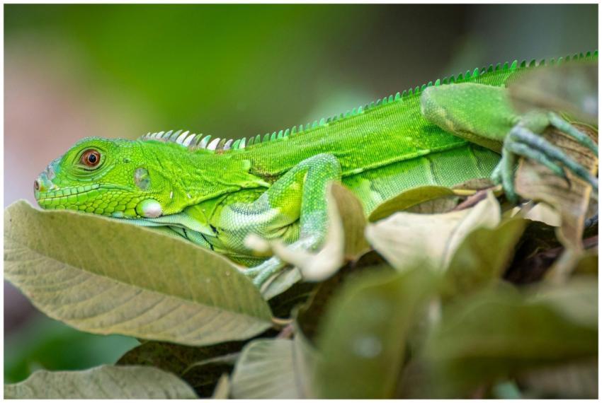 A vivid green iguana lounges peacefully on lush le