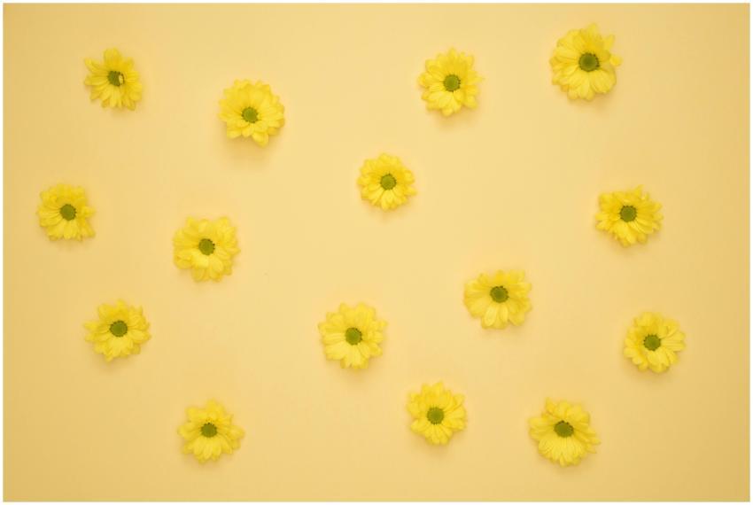 Bright yellow flowers arranged on a seamless yello
