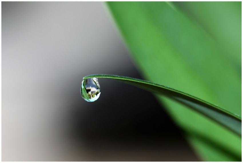 Macro shot of a dewdrop delicately hanging from a