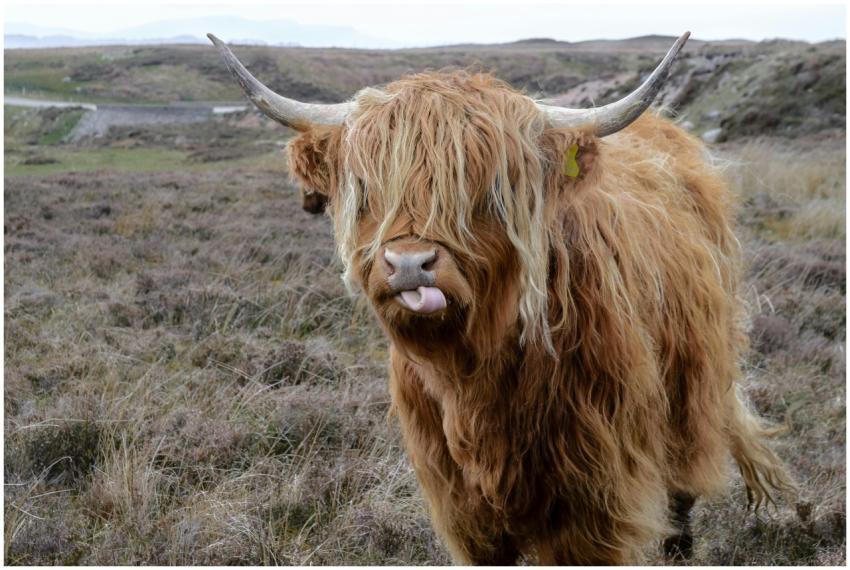 Photograph of a Highland cow with long hair and ho