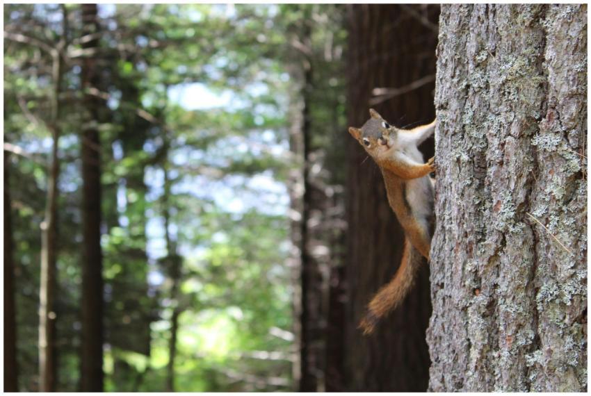 A curious squirrel clings to a tree trunk in a lus