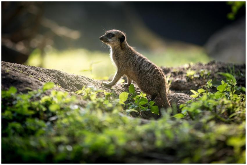 A meerkat standing alert on a rock, surrounded by