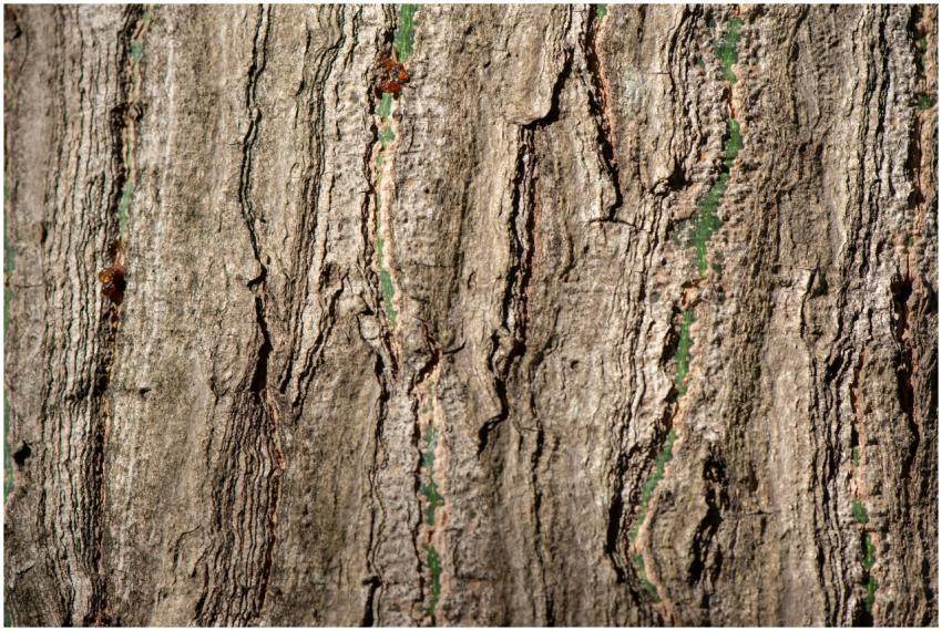 Detailed texture of a tree bark in Minas Gerais, B