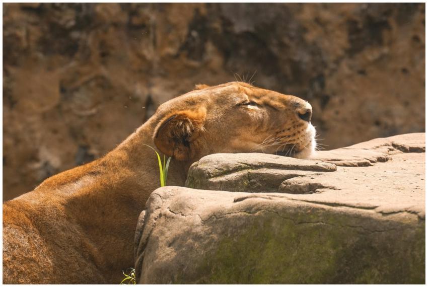 A tranquil lioness enjoying the warmth while resti