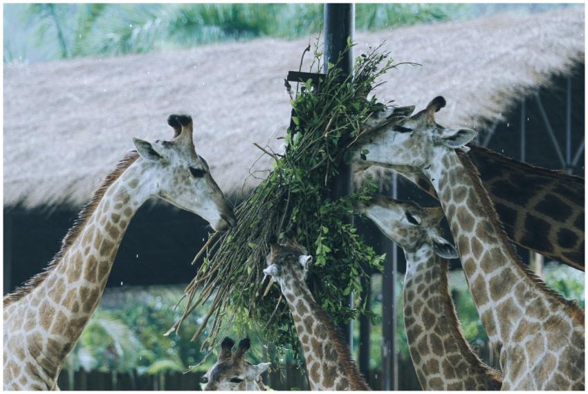 A group of giraffes eating leaves together in an o