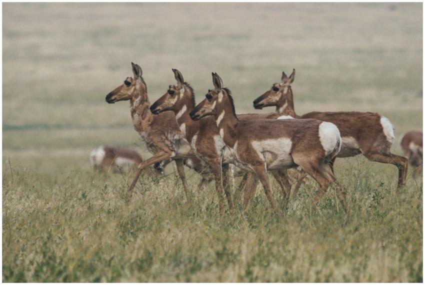 A herd of pronghorn antelope walking through a vas