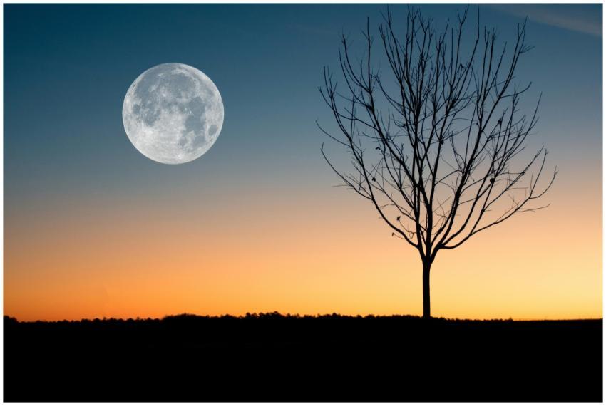 A calming image of the full moon rising over a tre