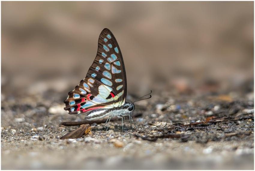 A colorful butterfly with intricate wing patterns