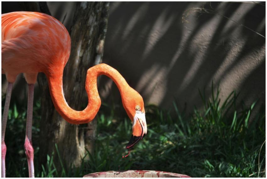 Vibrant flamingo in natural habitat, showcasing it