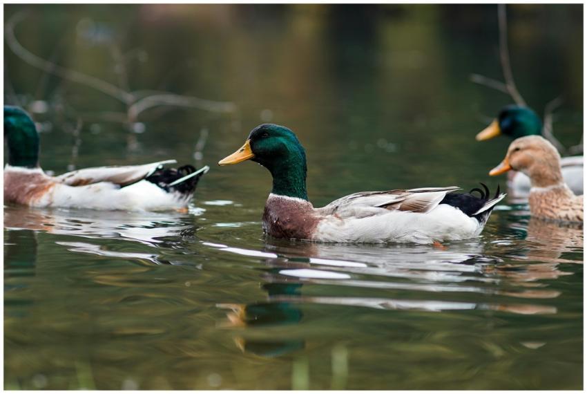 Close-up of mallard ducks gracefully swimming in a