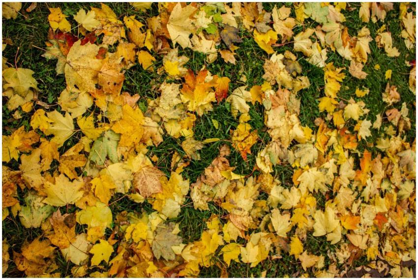 Colorful autumn leaves scattered on green grass, s