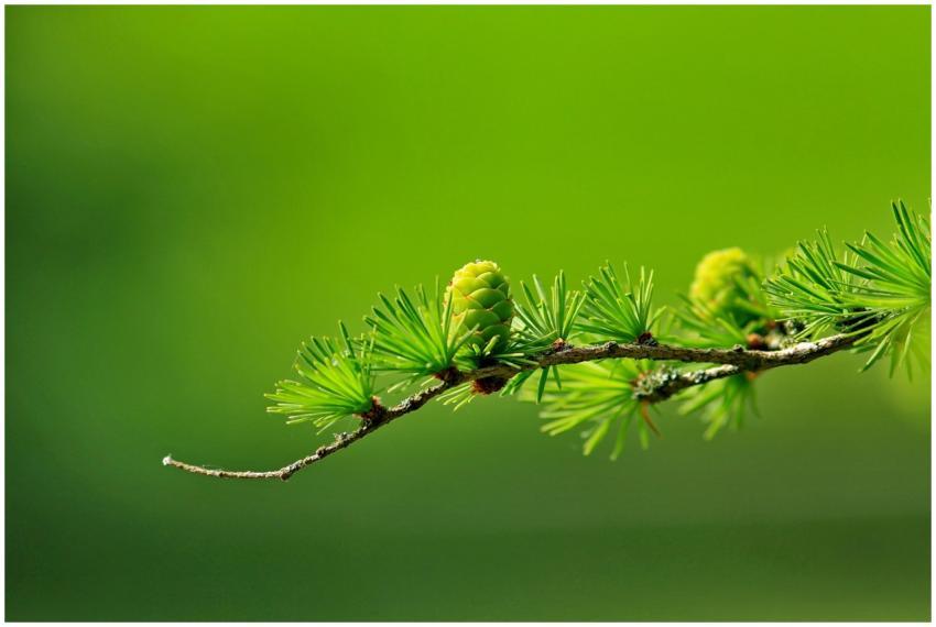 Macro shot of a green pine branch with cones and n